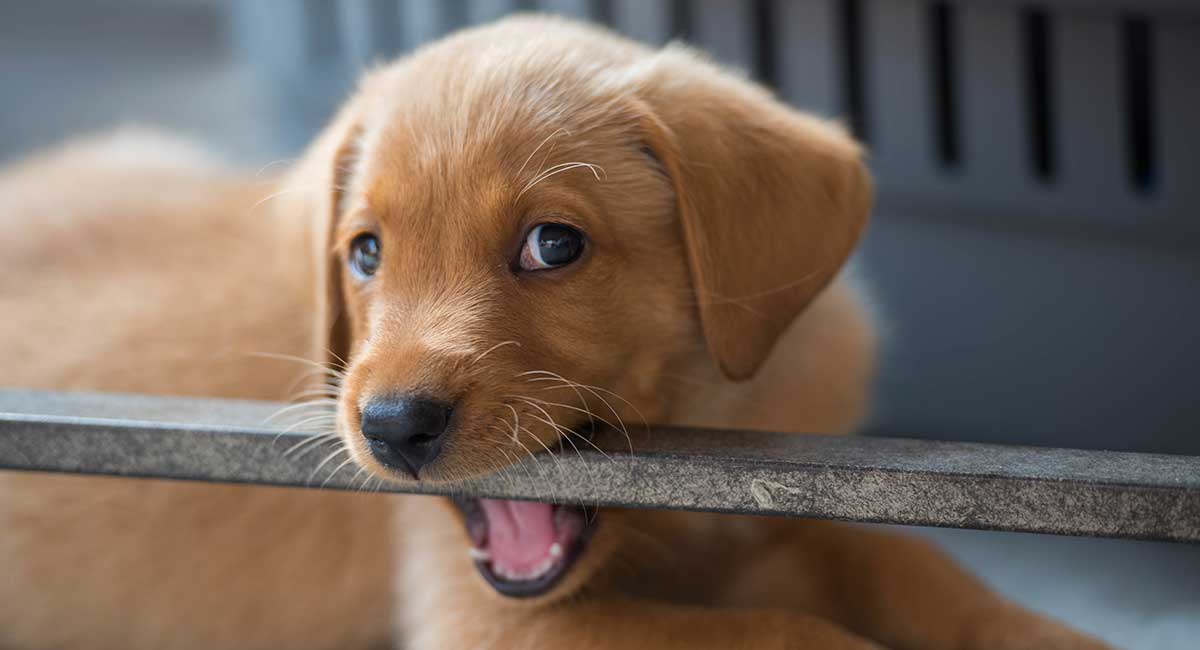 Puppy Teething And What You Can Do To Help Ease The Teething Process